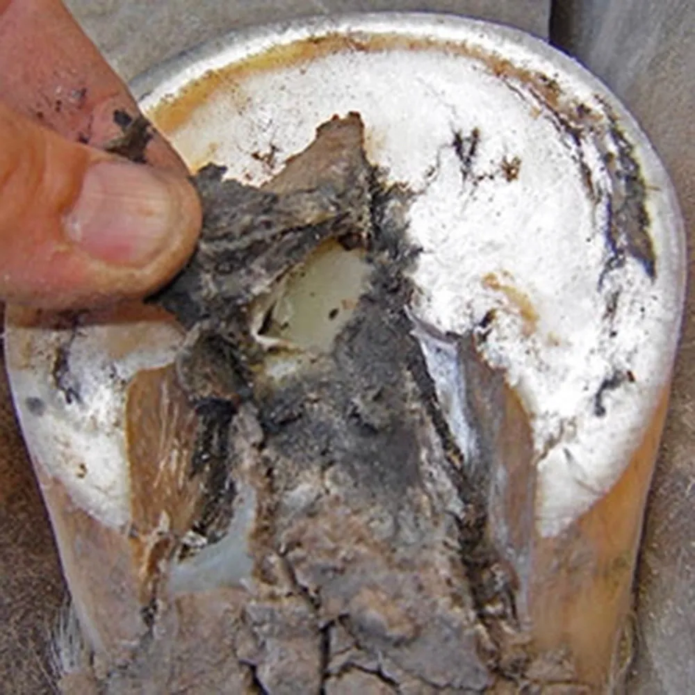 2 oz Well-Horse Wound Skin & Hoof Healing Thrush Off Farrier’s Best Friend