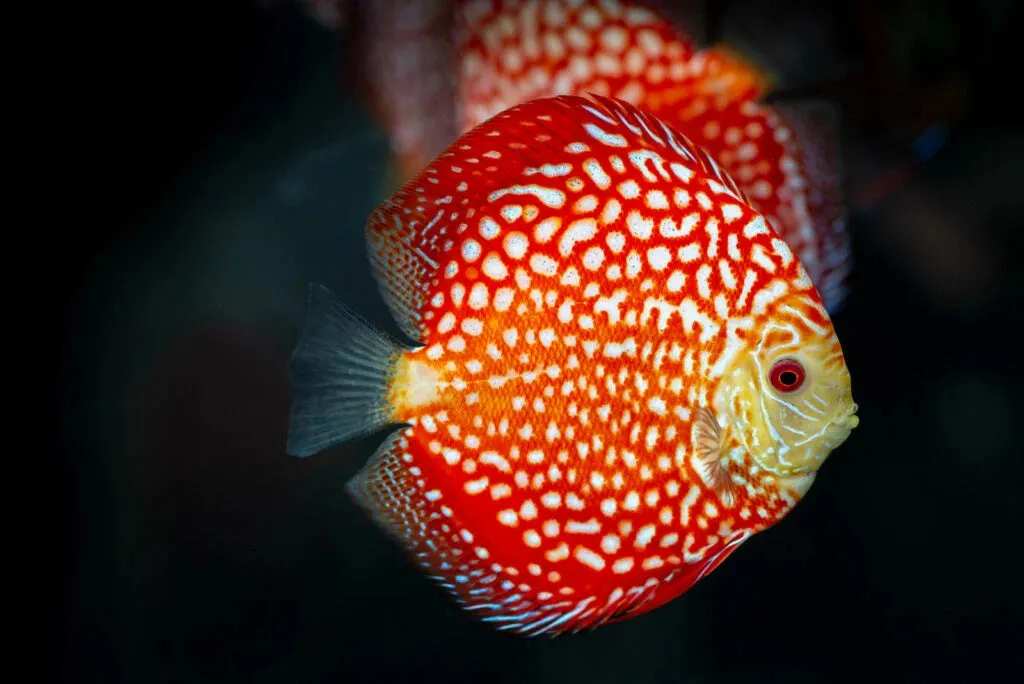 Women’s athletic shoes in the colors of nature - Discus Fish