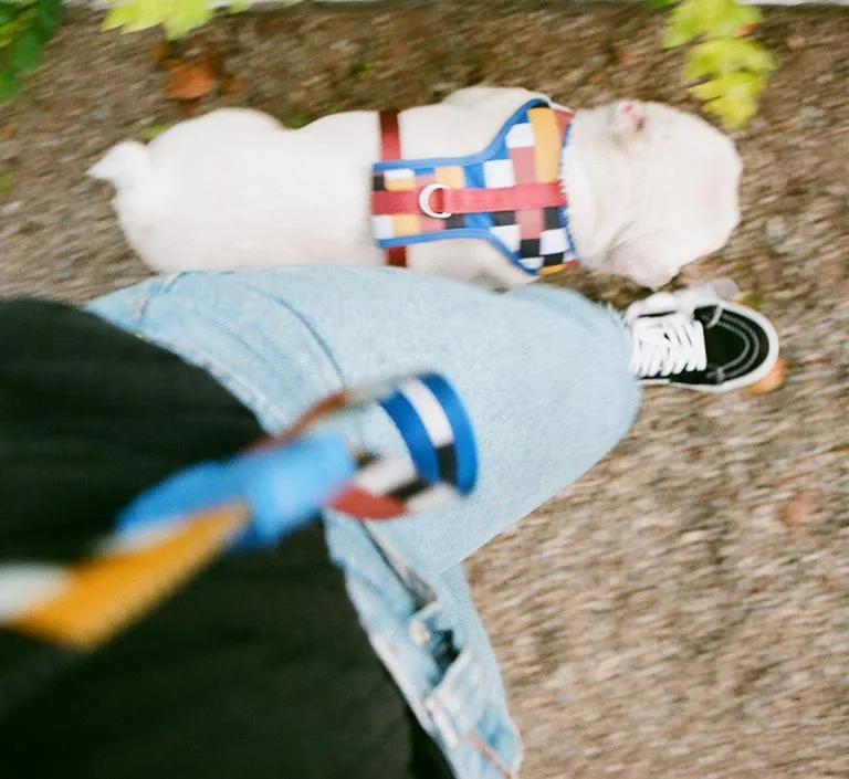 Zee.Dog Dog Leash (Blocks)